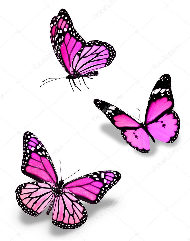 Three violet pink butterflies, isolated on white