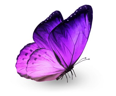 Violet butterfly , isolated on white clipart