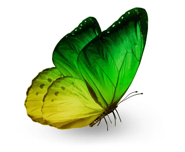 Green yellow butterfly , isolated on white — Stock Photo, Image