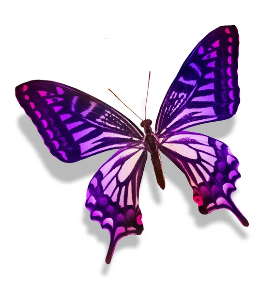 Papillon violet, isolé sur blanc — Photo