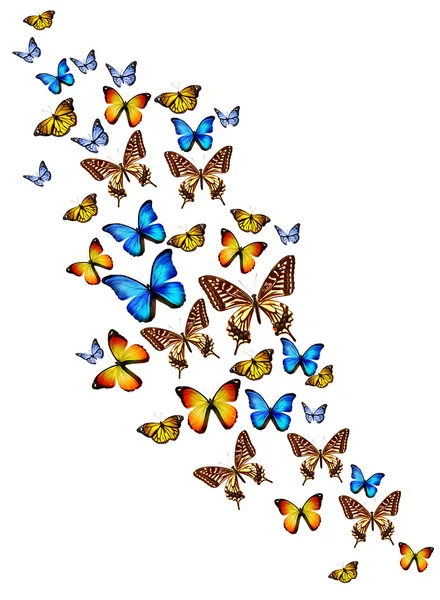 白い背景上に分離されて、多くの異なる蝶 — ストック写真