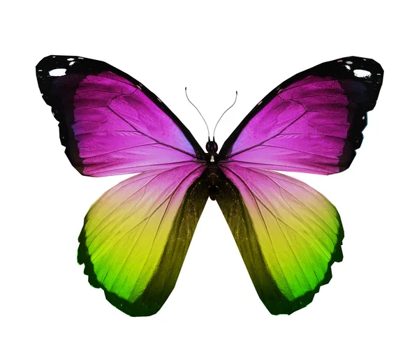 Fioletowy zielony motyl, na białym tle — Zdjęcie stockowe