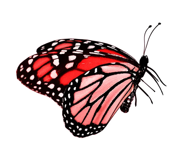 红蝴蝶，白底隔离 — 图库照片