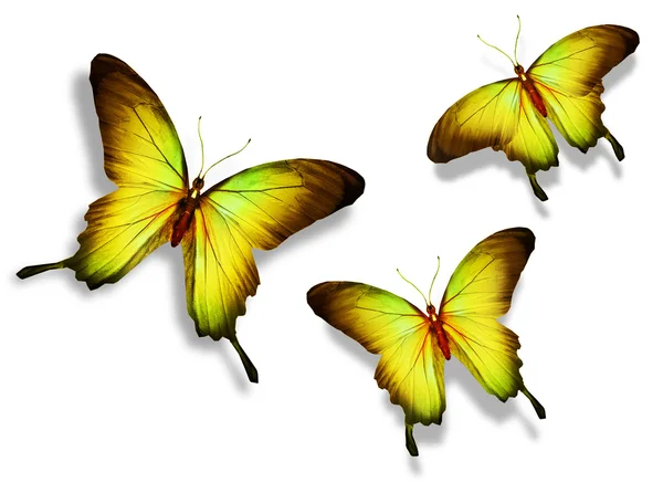 Three yellow butterfly, isolated on white background — Stock Photo, Image