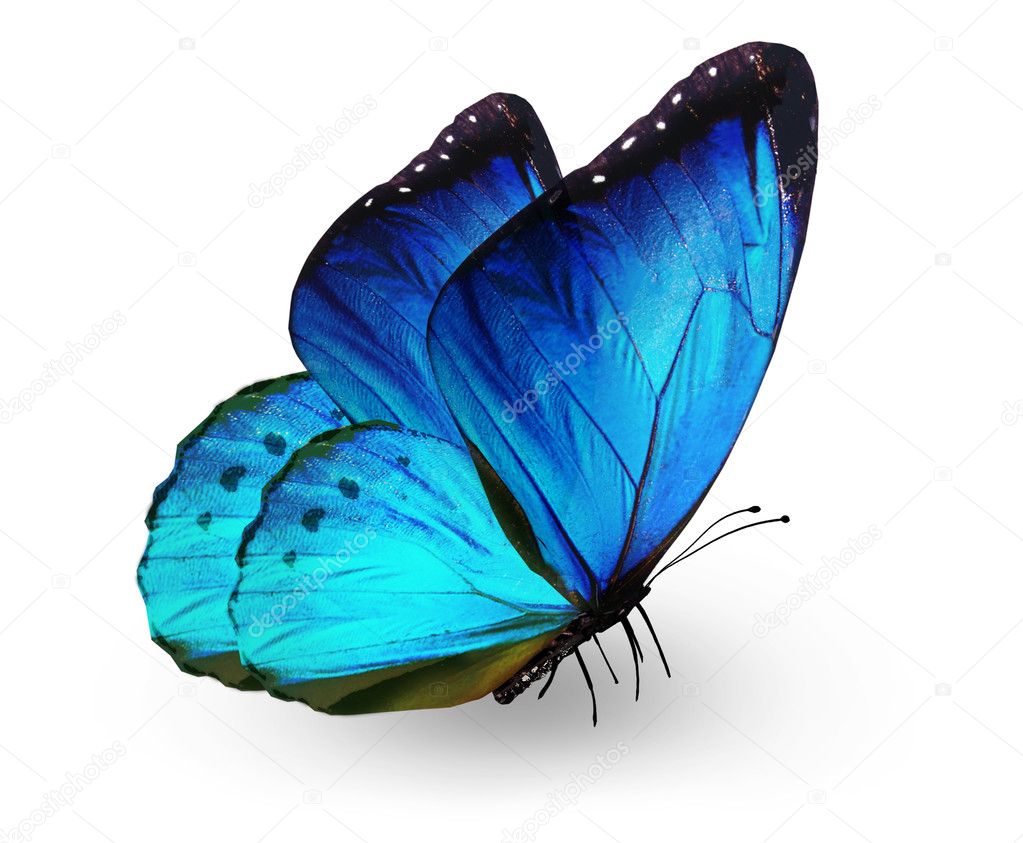 Blue butterfly , isolated on white