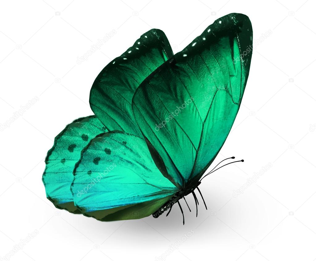 Green butterfly , isolated on white