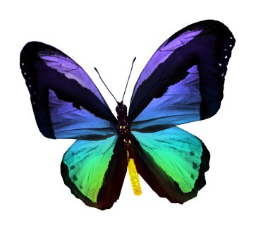 Renk kelebeği, beyaz arkaplanda izole