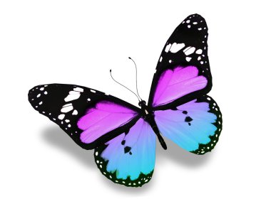 Uçuş, izole üzerinde beyaz arka plan mavi menekşe kelebek