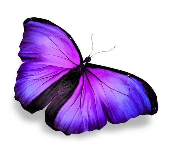 Morpho fiolet niebieski motyl, na białym tle — Zdjęcie stockowe