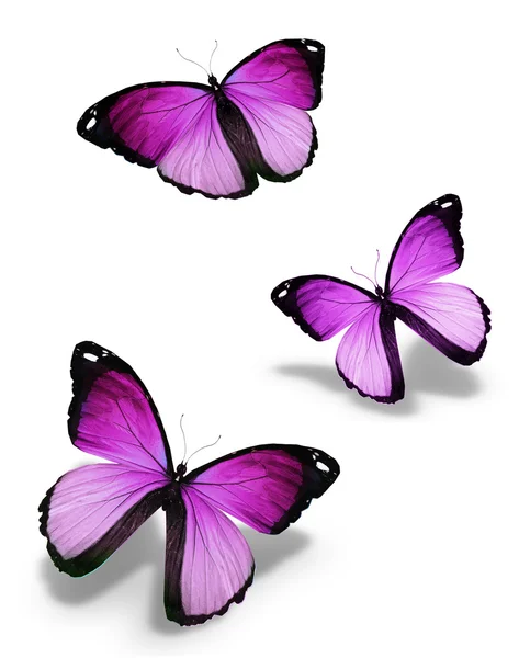Drie violet vlinders, geïsoleerd op wit — Stockfoto