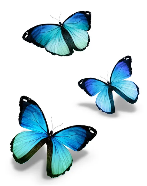 Drei blaue Schmetterlinge, isoliert auf weiß — Stockfoto