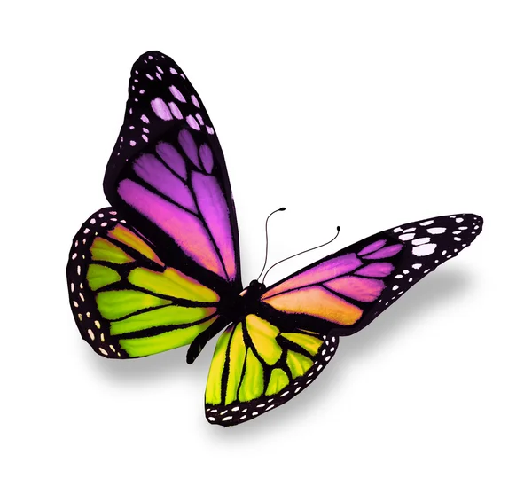 하얀 배경에 고립 된 채색 나비 — 스톡 사진