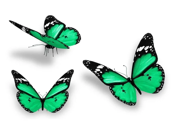 Tre farfalle verdi, isolate su sfondo bianco — Foto Stock