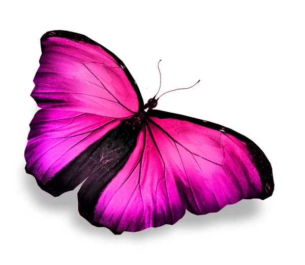 Farfalla viola rosa morpho, isolata su bianco — Foto Stock