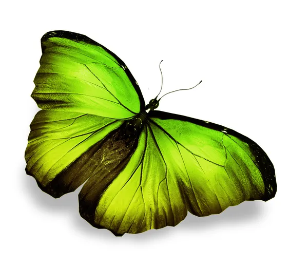 Μόρφω πράσινο κίτρινο πεταλούδα, που απομονώνονται σε λευκό — Φωτογραφία Αρχείου