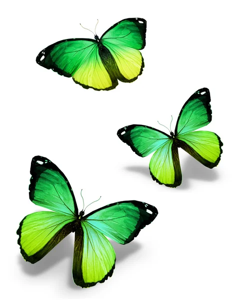 Three green yellow butterflies, isolated on white — Stock Photo, Image