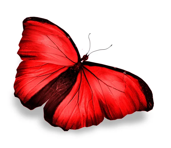 Farfalla rossa, isolata su bianco — Foto Stock