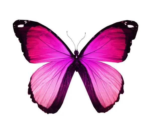 Borboleta violeta rosa, isolada sobre branco — Fotografia de Stock