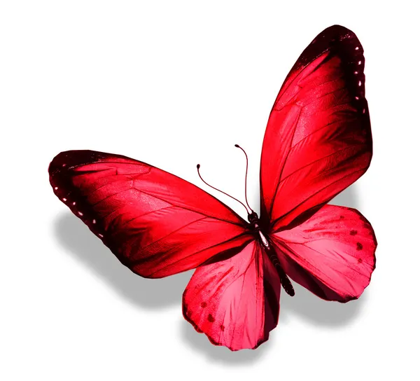 Red butterfly , isolated on white — Stock Photo, Image