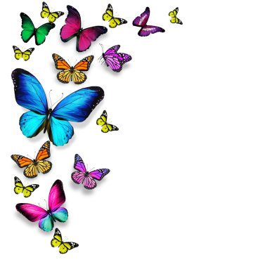 Beyaz arka plan üzerinde izole birçok farklı kelebekler