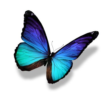 Morpho blue butterfly , isolated on white clipart