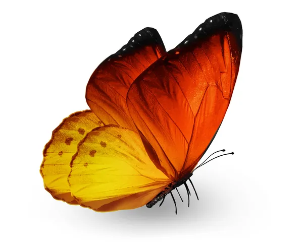 Orange butterfly , isolated on white — Stock Photo, Image