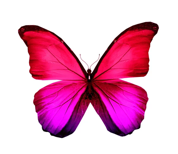 Morpho violet pink butterfly wings, isolated on white — Stock Photo