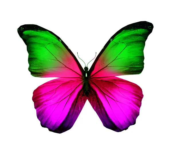 Mariposa de color, aislada en blanco — Foto de Stock