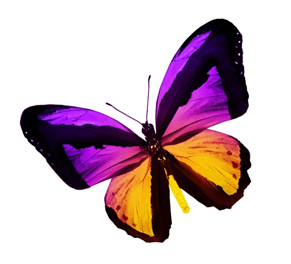 Mariposa amarilla violeta, aislada sobre blanco —  Fotos de Stock
