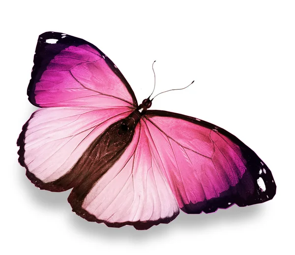 Morfo pembe kelebek, üzerinde beyaz izole — Stok fotoğraf