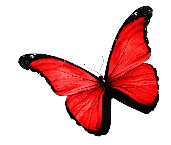 Mariposa roja sobre fondo blanco — Foto de Stock