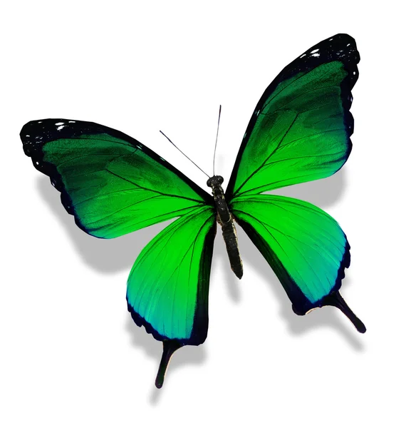 Mariposa verde, aislada sobre fondo blanco — Foto de Stock