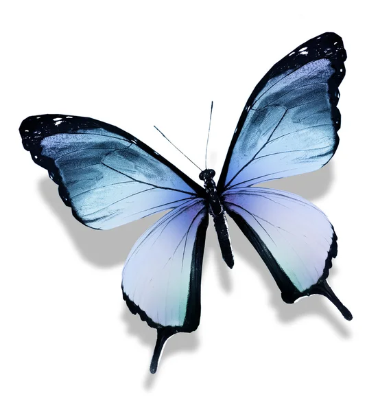 Modrý motýl, izolovaných na bílém pozadí — Stock fotografie