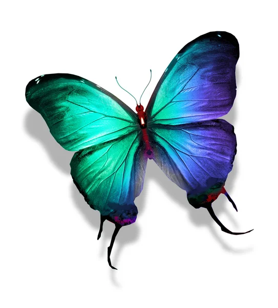 色の蝶、白で隔離されます。 — ストック写真