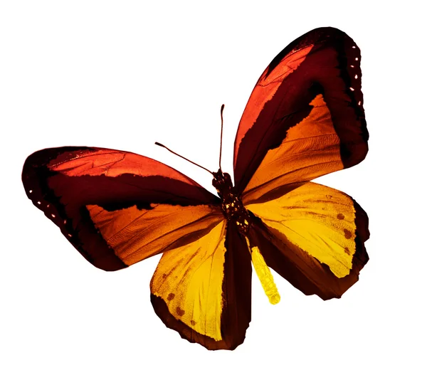 Orange Schmetterling, isoliert auf weiß — Stockfoto