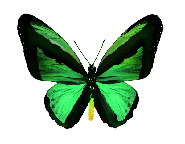 Mariposa verde, aislada en blanco — Foto de Stock