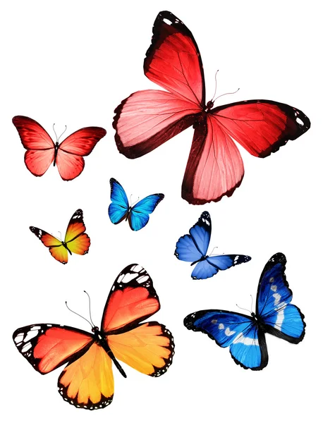 许多不同的蝴蝶，在白色背景上孤立 — 图库照片