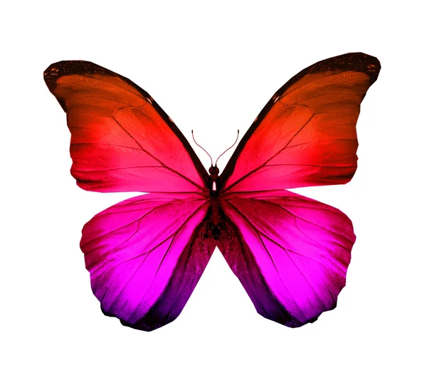 Color butterfly , isolated on white — Stock Photo, Image