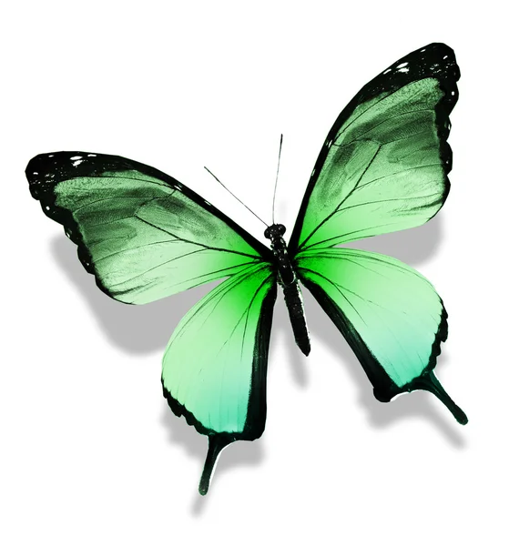 Mariposa verde, aislada sobre fondo blanco — Foto de Stock