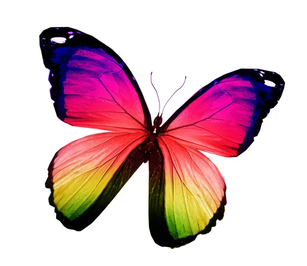 Morpho bunte Schmetterling, isoliert auf weiß — Stockfoto