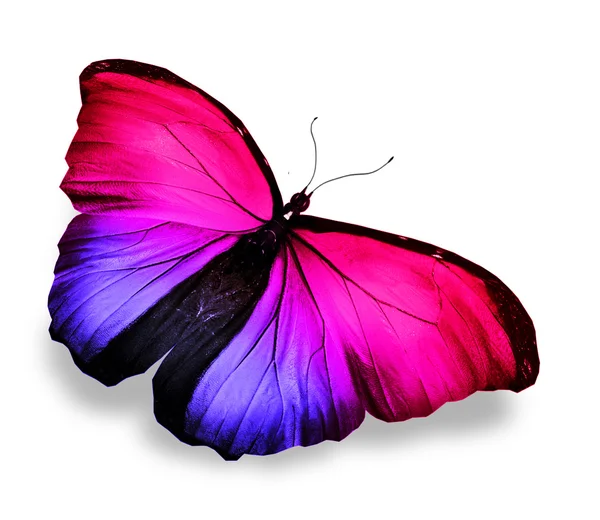 Πεταλούδα χρώματος, που απομονώνονται σε λευκό — Φωτογραφία Αρχείου