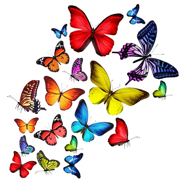Πολλές διαφορετικές πεταλούδες, που απομονώνονται σε λευκό φόντο Royalty Free Φωτογραφίες Αρχείου