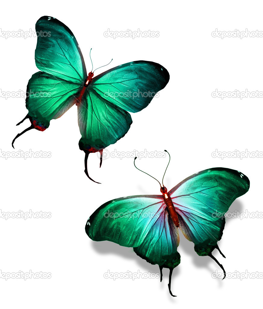 Two color butterflies, isolated on white background, concept of meeting