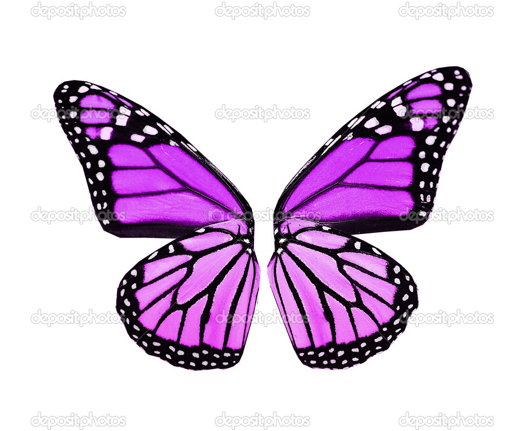 Violet butterfly wings , isolated on white — Stock Photo © sun_tiger