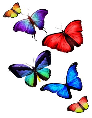 birçok farklı kelebekler uçuyor, izole üzerinde beyaz arka plan