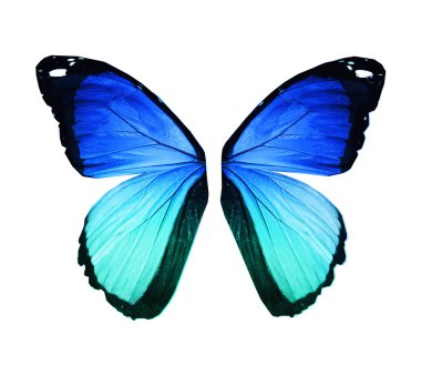 Morfo mavi kelebek kanatları, üzerinde beyaz izole
