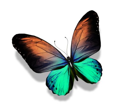 ipten kelebek, üzerinde beyaz izole