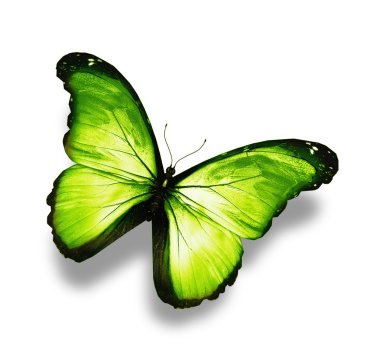 beyaz izole sarı parlak kelebek