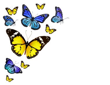 Uçuş, izole üzerinde beyaz arka plan, sarı, mavi farklı kelebekler