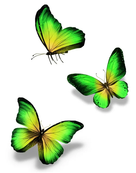 Three green yellow butterflies, isolated on white — Stock Photo, Image